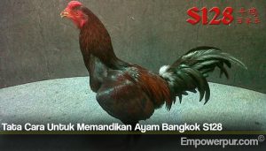 Tata Cara Untuk Memandikan Ayam Bangkok S128